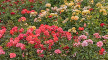 Renkli gül çalıları. Parklar, bahçeler, dekorasyon için, yol kenarı yeşili için seçilmiş güzel güller.