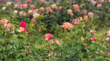 Renkli güllerin çalısı. Parklar, bahçeler, dekorasyon ve buketler için seçilmiş zarif güller. Yaz manzarası