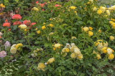 Sarı güller. Parklar, bahçeler, dekorasyon ve seti yeşillendirmek için seçilmiş güzel güller.