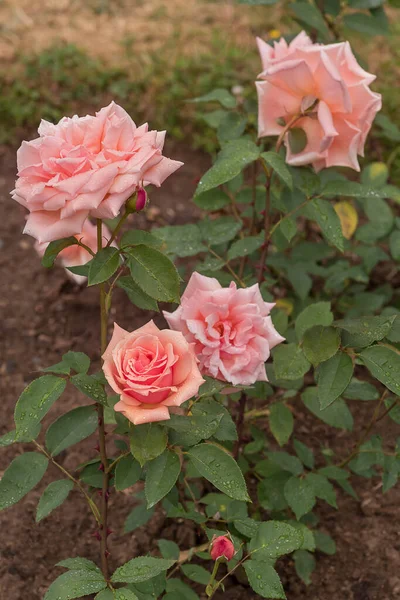Rose Presidente Plumecocq Tipos Selecionados Rosas Requintadas Para Parques Jardins — Fotografia de Stock