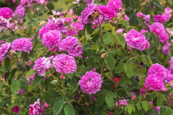 Rosa damascena, Damask rose. Rose Blush Damask. Selected sorts of exquisite roses for parks, gardens. Summer landscape