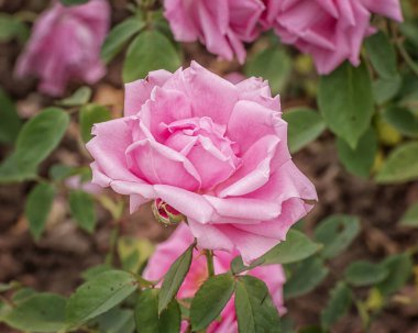 Rose Madam Caroline Testout. Erken dönem Hibrit Çay Gülü, büyük, pembe çiçekler ve açık renk kokusuyla mükemmel bir tırmanış. Parklar, bahçeler, saksılar ve dekorasyon için seçilmiş zarif güller.