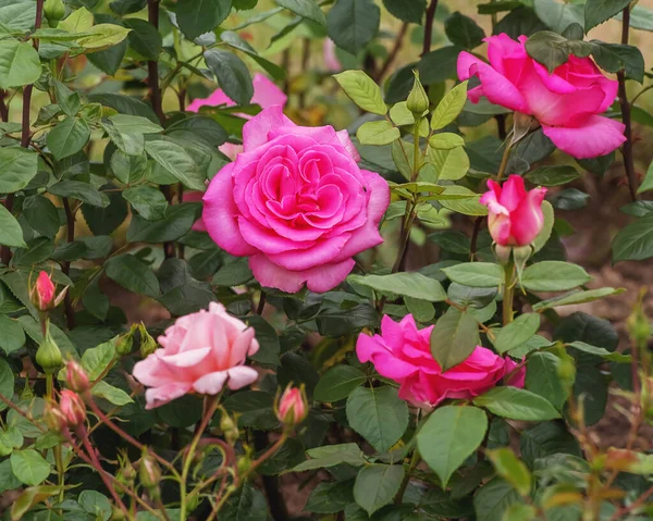 Rose Mariandel Kordes Arbusto Com Flores Cor Rosa Muito Cheias — Fotografia de Stock