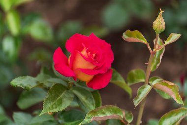 Melez çayı Monica 'yı kırmızı-sarı tomurcuklandırdı. Güçlü uzun sapları ve hafif bir aroması vardı. Parklar, bahçeler, buketler ve dekorasyon için seçilmiş zarif güller. Yaz manzarası