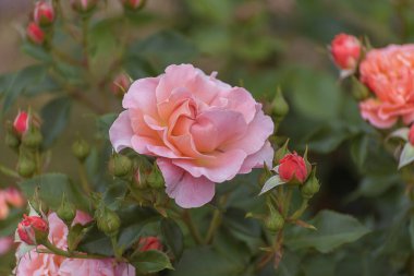 Melez çayı, büyük pembe çiçekli, güçlü uzun saplı ve koyu yeşil yapraklı Marie Curie. Parklar, bahçeler, buketler ve dekorasyon için seçilmiş zarif güller. Yaz manzarası