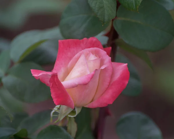 Гибридного Чая Розы Летиция Каста Избранные Сорта Изысканных Роз Парков — стоковое фото