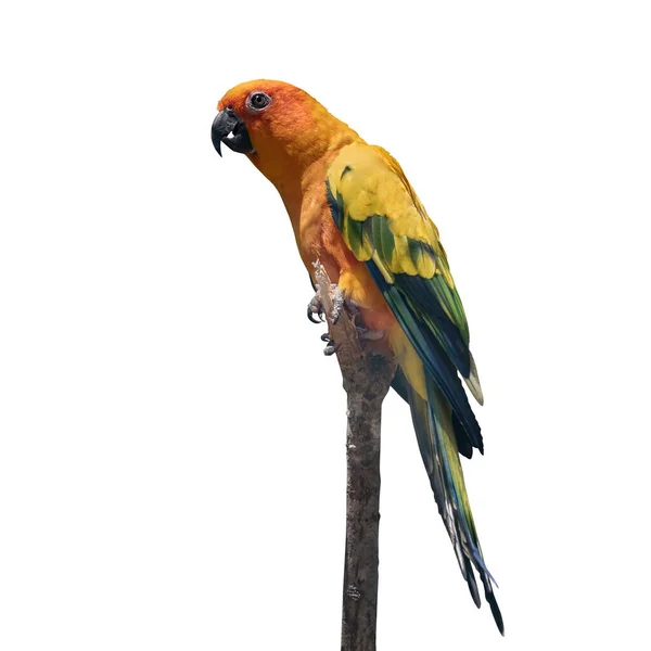 奇异的色彩艳丽的鸟 太阳鹦鹉 Sun Parakeet 太阳能虫 Aratinga Solstitialis 一种中等大小 色彩鲜活的鹦鹉 被隔离了 — 图库照片