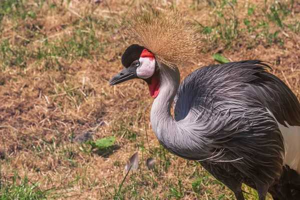 Grey Crowned Crane Balearica Regulorum Fågel Tranfamiljen Gruidae Porträtt — Stockfoto