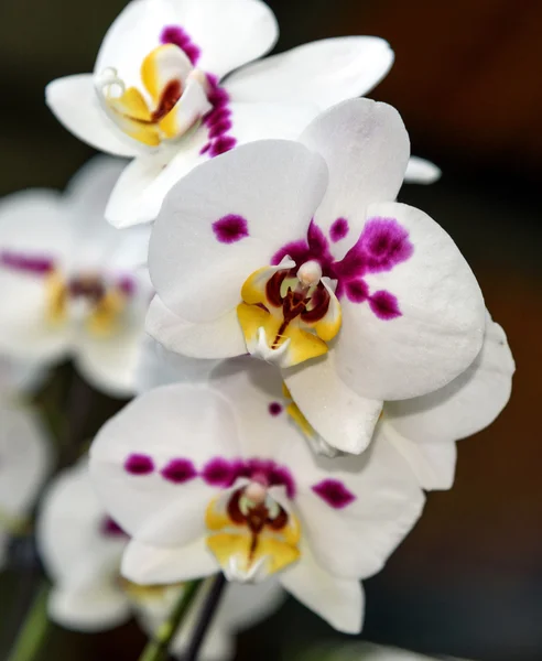 Vértes egy Phalaenopsis flower. Falenopsis Bilbao — Stock Fotó