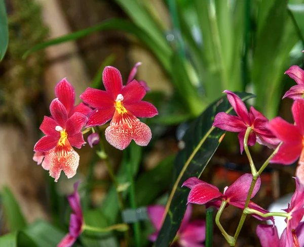 Burrageara Nelly Isler. Orchidea az üvegházban — Stock Fotó