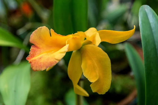 Cattleya egy orchidea, Costa Rica és a kis-Antillák déli Argentína — Stock Fotó