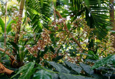 Colmanara orman hükümdar. Sarı kenarları kahverengi kırmızı çiçeklerle. Sera içinde orkide