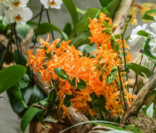 Népszerű díszítő house orchidea Dendrobium nobile Firebird — Stock Fotó