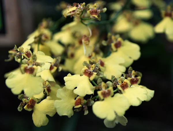 Orchidée Oncidium connu sous le nom de "princesse dansante". Gros plan — Photo