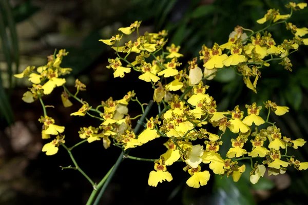 Orchidée Oncidium connu comme la "princesse dansante " — Photo