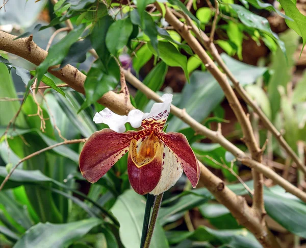 Orchidée Paphiopedilum, Vénus pantoufle, dans la serre — Photo