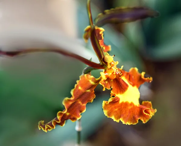 Mariposa orquídea psicopsis con pétalos de colores y moteado amarillo, sépalos marrones — Foto de Stock