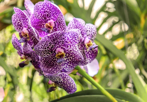 Tak met heldere paarse gevlekt grote bloemen Vanda orchidee — Stockfoto