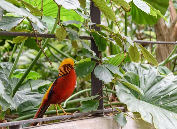 Sun perruche est un perroquet de couleur vive — Photo