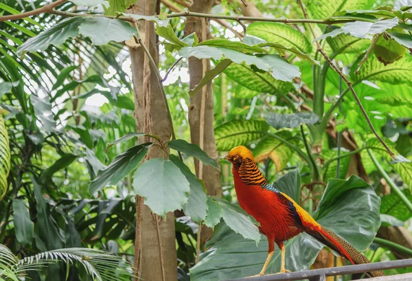 Sun perruche est un perroquet de couleur vive dans la serre — Photo