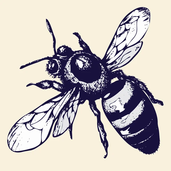 Desenho manual de abelhas, esboço de insectos. Ilustração vetorial — Vetor de Stock