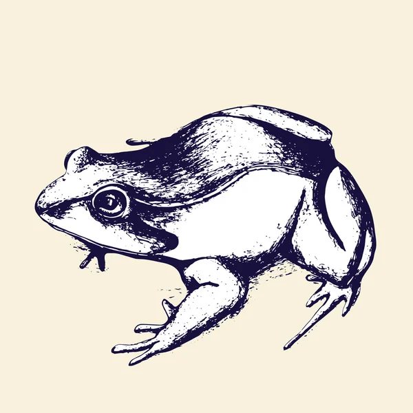 Dibujo a mano de rana, boceto. Ilustración vectorial — Vector de stock