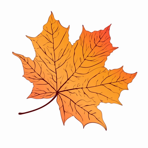 Hoja de otoño. Arce naranja amarillo. Dibujo a mano, ilustración vectorial — Vector de stock