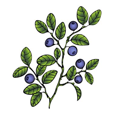 Yabanmersini. Şube yaban mersini yaprakları ve çilek. Orman boyalı berry, karikatür. Vektör çizimi