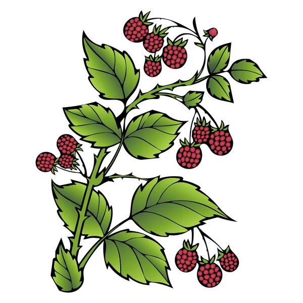 Himbeeren. Zweig Himbeerblätter und Beeren. Wald bemalt Beere, Karikatur. Vektorillustration — Stockvektor