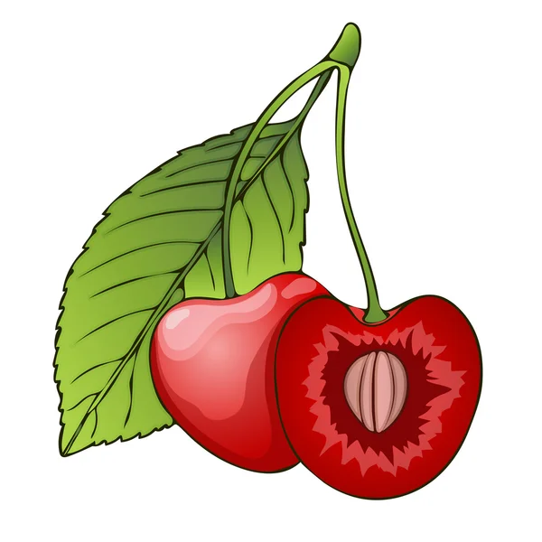 Cherry, berry in the section with a bone. Painted graphic , cartoon. Vector illustration — Stock Vector