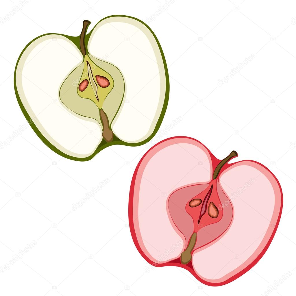 Apple sectional. Slices of green and red . Painted fruit, graphic art, cartoon. Vector illustration
