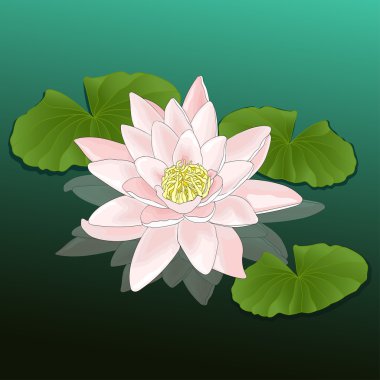 Büyüyen bir gölet, göl, nehir, renkli çizim, doğal arka plan, kart içinde lotus