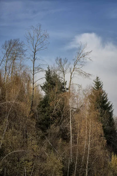 Вид Гірському Лісі Теплу Осінь — стокове фото