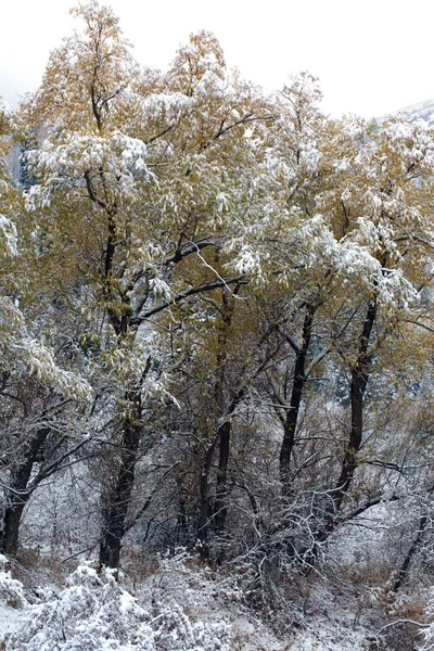Świeży Śnieg Górskim Lesie Jesienią Rano — Zdjęcie stockowe