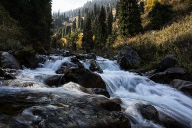 Sıcak sonbaharda bir dağ ormanında manzara.