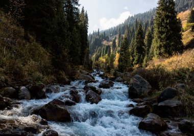 Sıcak sonbaharda bir dağ ormanında manzara.