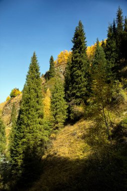Sıcak sonbaharda bir dağ ormanında manzara.
