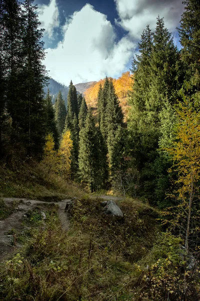 Landscape Mountain Forest Warm Autumn — Stock Photo, Image