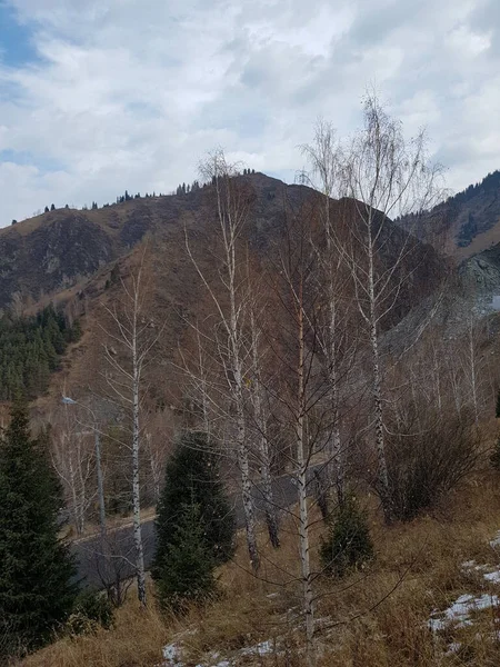 秋の朝 山の森の木 — ストック写真