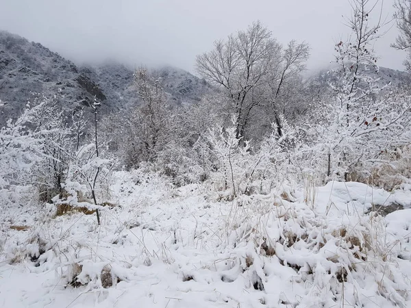 Verse Sneeuw Een Bergbos Late Herfst — Stockfoto