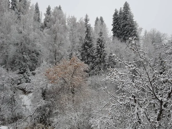 Neige Fraîche Dans Une Forêt Montagne Fin Automne — Photo