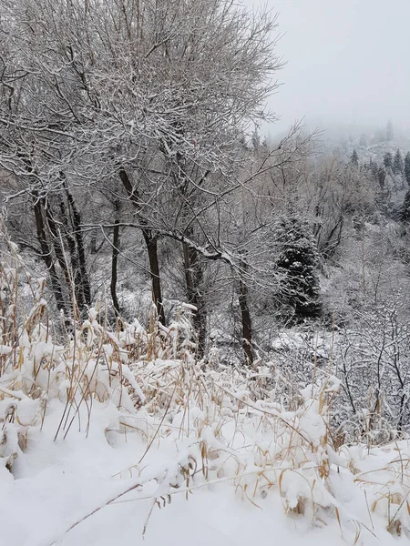Świeży Śnieg Górskim Lesie Późną Jesienią — Zdjęcie stockowe