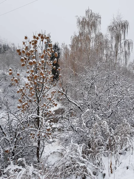 Neige Fraîche Dans Une Forêt Montagne Fin Automne — Photo