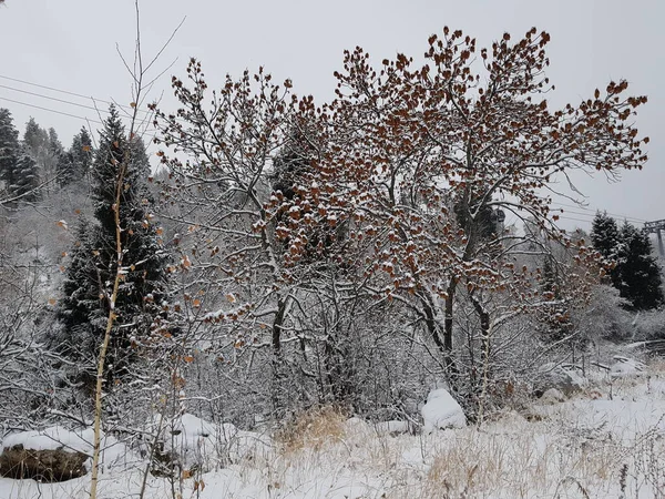 Neige Fraîche Dans Une Forêt Montagne Fin Automne — Photo