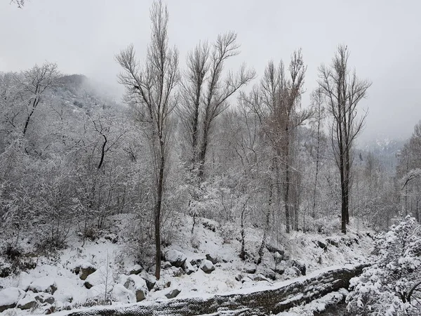 Neige Fraîche Dans Une Forêt Montagne Fin Automne — Photo