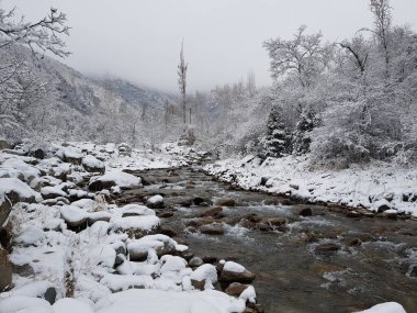Sonbaharın sonlarında bir dağ ormanında taze kar..