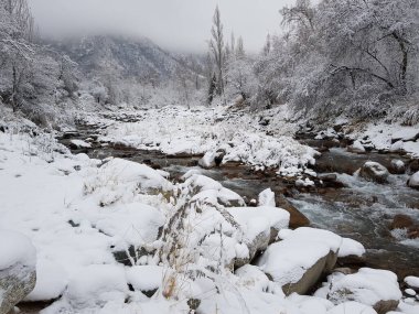 Sonbaharın sonlarında bir dağ ormanında taze kar..