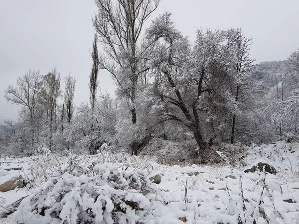 Fresh Snow Mountain Forest Late Autumn — Stock Photo, Image