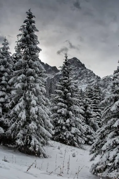 Neige Blanche Sur Les Arbres Dans Une Forêt Montagne Hiver — Photo