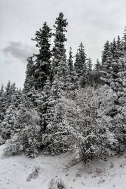 Kışın bir dağ ormanında ağaçlara beyaz kar yağar..